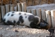 Weideschwein
