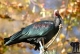 Waldrapp