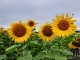 Sonnenblumenfelder
