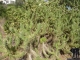 Kreta