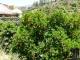 Kreta