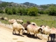 Kreta