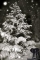 Neuschnee
