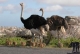 Südliches Afrika