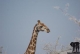 Südliches Afrika