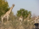 Südliches Afrika