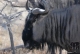 Südliches Afrika