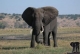Südliches Afrika