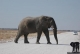 Südliches Afrika