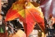 Herbst