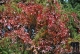 Herbst