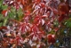 Herbst
