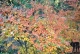Herbst