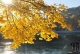 Herbst