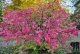 Herbst