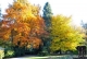 Herbst