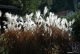 Herbst