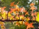 Herbst