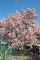 Frühling