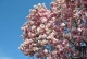Frühling