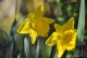 Frühling