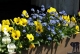 Frühling