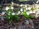Frühling