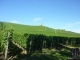 Weinanbau