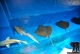 Aquarium im Atlantis