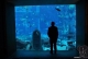 Aquarium im Atlantis