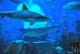 Aquarium im Atlantis