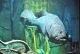 Dubai Aquarium