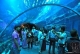 Dubai Aquarium - Dubai Mall