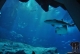 Dubai Aquarium - Dubai Mall